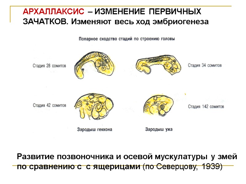 АРХАЛЛАКСИС – ИЗМЕНЕНИЕ ПЕРВИЧНЫХ ЗАЧАТКОВ. Изменяют весь ход эмбриогенеза Развитие позвоночника и осевой мускулатуры АРХАЛЛАКСИС – ИЗМЕНЕНИЕ ПЕРВИЧНЫХ ЗАЧАТКОВ. Изменяют весь ход эмбриогенеза Развитие позвоночника и осевой мускулатуры